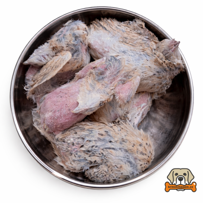 Křepelka vynesená 5 ks