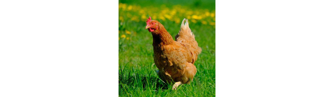 Kuřecí maso pro psy - doprava po celé ČR | KRMIMMASEM.CZ