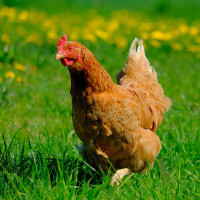 Kuřecí maso pro psy