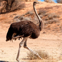 Pštrosí maso pro psy