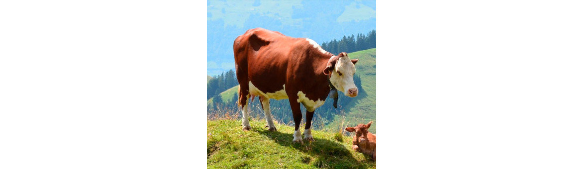 Hovězí maso pro psy