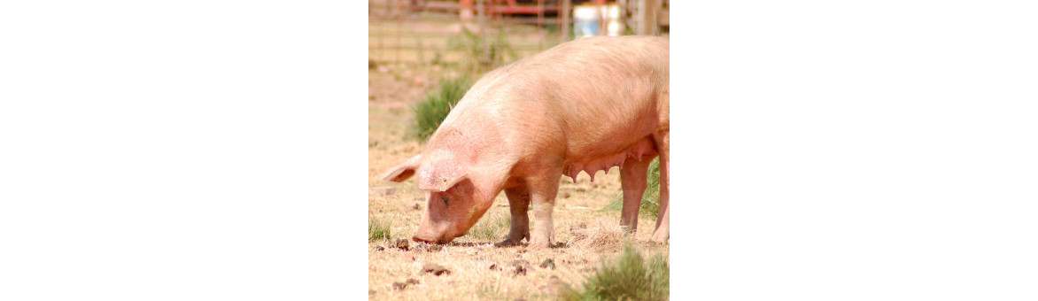 Vepřové maso pro psy - doprava po celé ČR | KRMIMMASEM.CZ