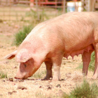 Vepřové maso pro psy