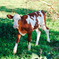 Telecí maso pro psy