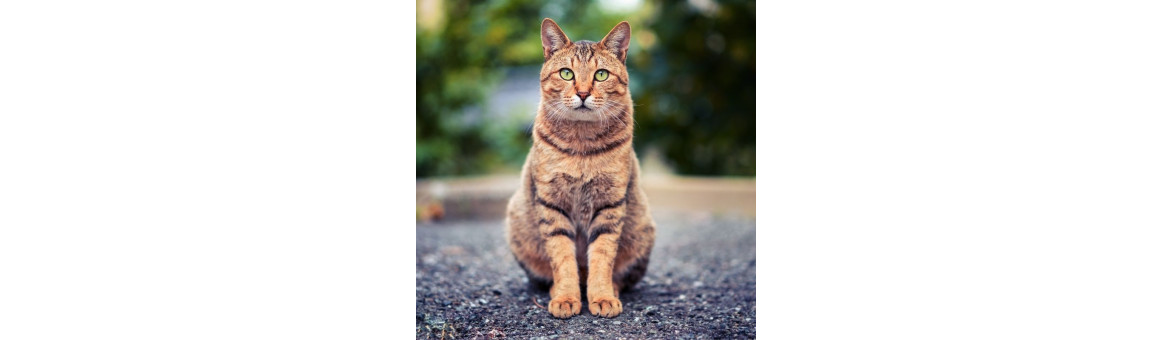 Maso pro kočky - doprava po celé ČR | KRMIMMASEM.CZ