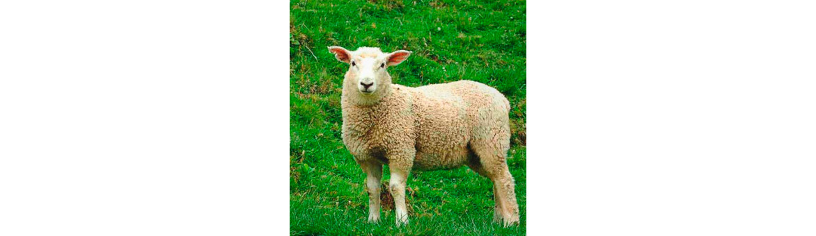 Jehněčí maso pro psy - doprava po celé ČR | KRMIMMASEM.CZ