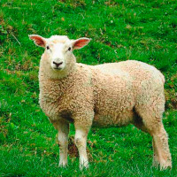 Jehněčí maso pro psy