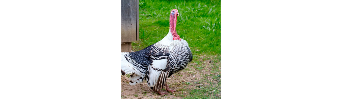 Krůtí maso pro psy - doprava po celé ČR | KRMIMMASEM.CZ