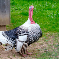 Krůtí maso pro psy