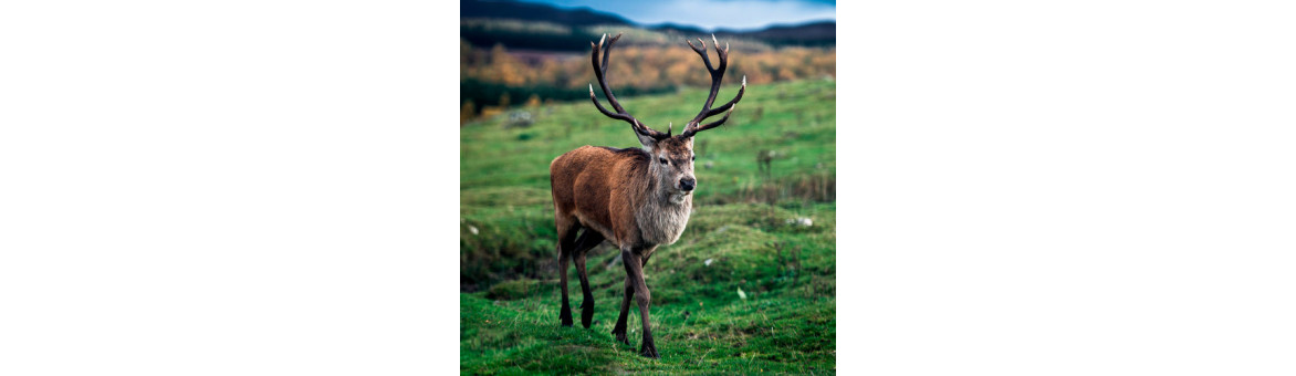 Zvěřina pro psy - doprava po celé ČR | KRMIMMASEM.CZ