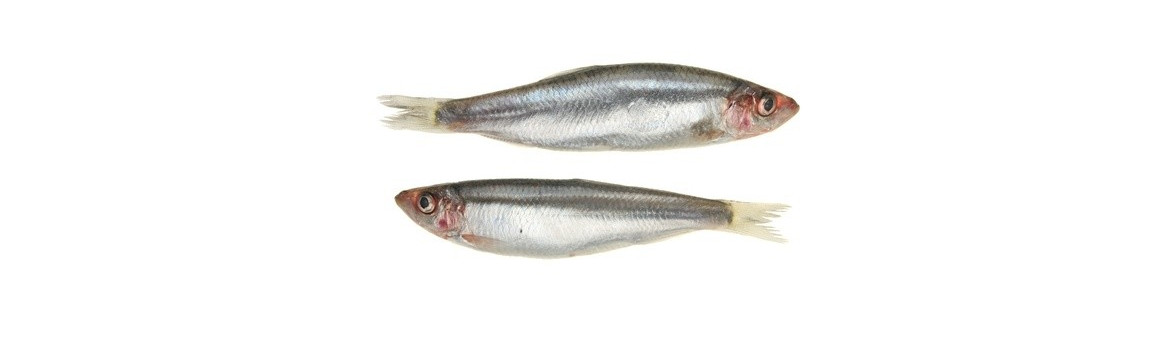 Šprot / Sardinka