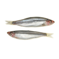 Šprot / Sardinka