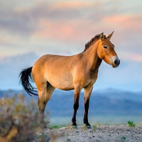 Koňské, zvěřinové a velbloudí pamlsky (alergie,eliminační diety)