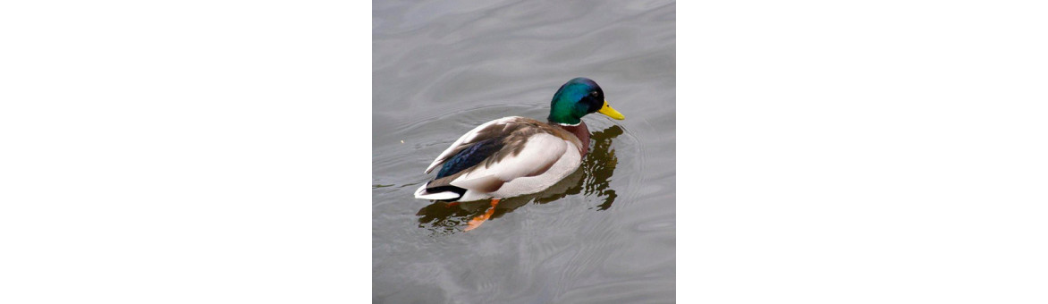 Kachní maso pro psy - doprava po celé ČR | KRMIMMASEM.CZ