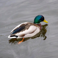 Kachní maso pro psy