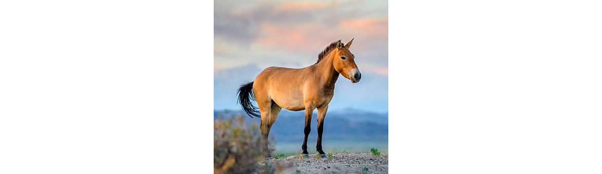 Koňské maso pro psy - doprava po celé ČR | KRMIMMASEM.CZ