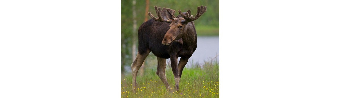 Sobí a losí maso pro psy - doprava po celé ČR | KRMIMMASEM.CZ