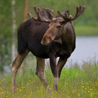 Losí a Sobí maso pro psy