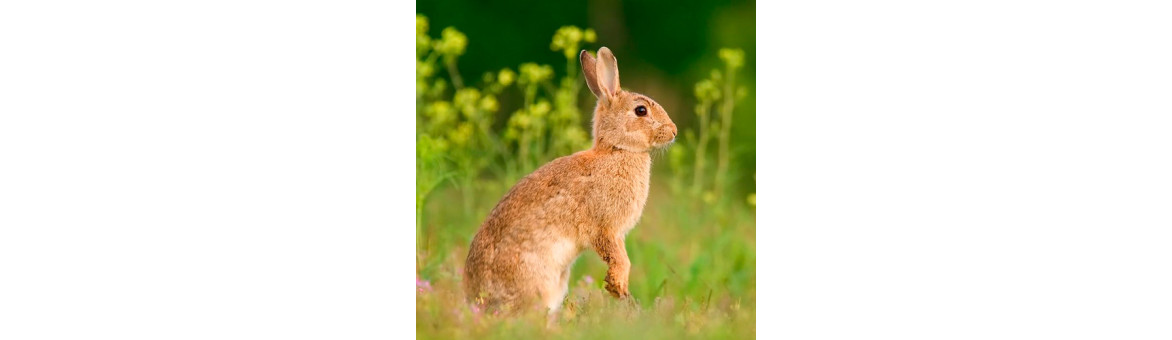 Králičí maso pro psy - doprava po celé ČR | KRMIMMASEM.CZ