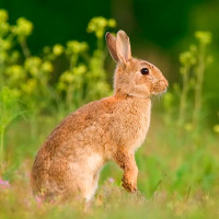 Králičí maso pro psy