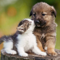 Maso BARF pro štěňata