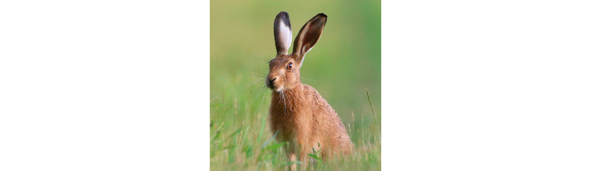 Zaječí maso pro psy - doprava po celé ČR | KRMIMMASEM.CZ