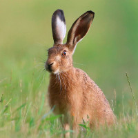 Zaječí maso pro psy