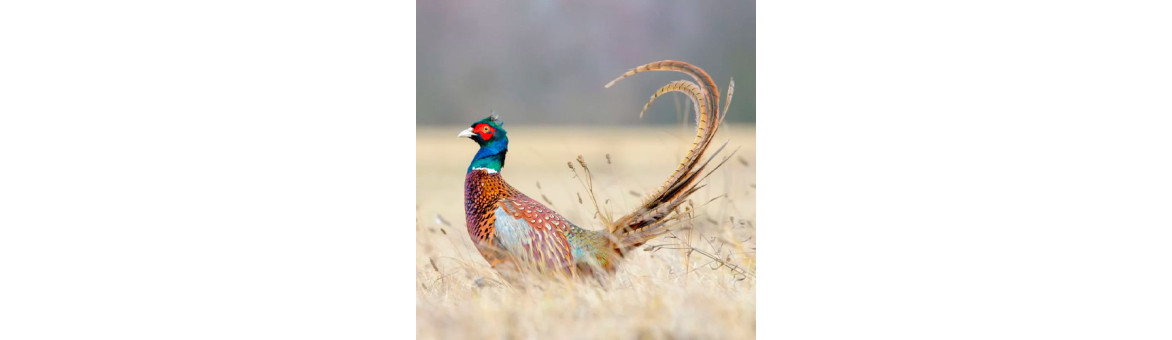 Bažantí maso pro psy - doprava po celé ČR | KRMIMMASEM.CZ