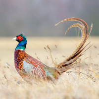 Bažantí maso pro psy