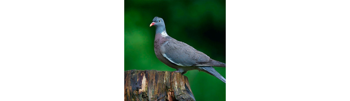 Holubí