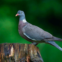 Holubí maso pro psy