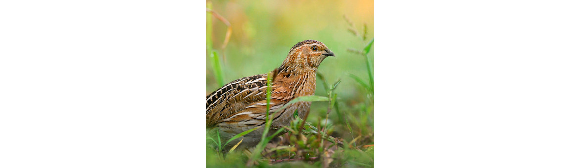 Krůtí maso pro psy - doprava po celé ČR | KRMIMMASEM.CZ