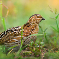 Křepelčí maso pro psy