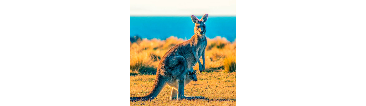 Klokaní maso pro psy - doprava po celé ČR | KRMIMMASEM.CZ