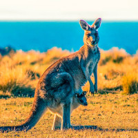 Klokaní maso pro psy